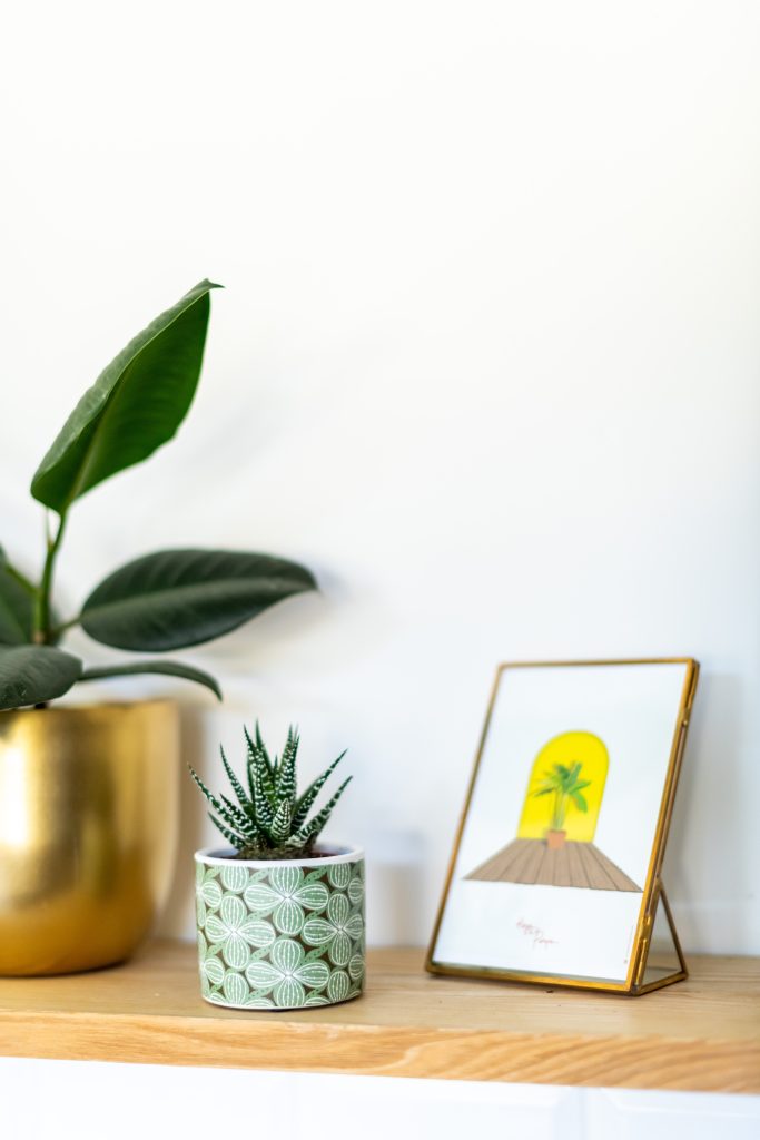 illustration plante